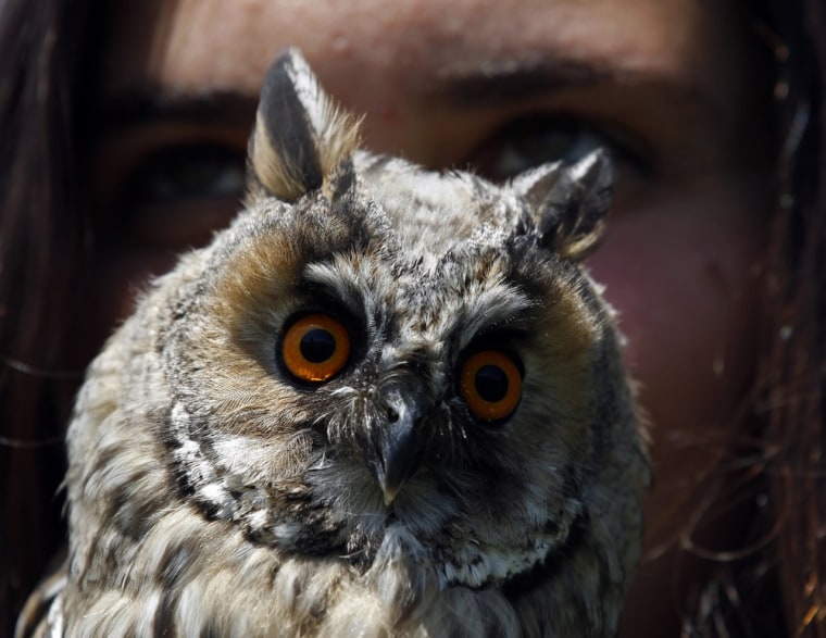 An ornithologist holds a Long-eared Owl before freeing it in the Great Hungarian Plain at Hortobagy, 124 miles east of Budapest, on August 11, 2011.