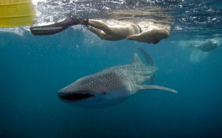 Snorkelers swim with a 19-foot whale shark just outside Hanifaru Bay of Maldives' remote Baa Atoll, on Thursday, August 11.