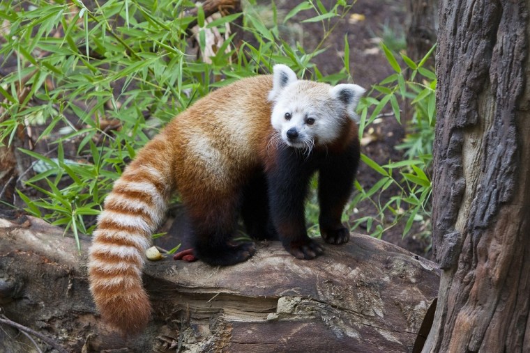 This image provided by the San Diego Zoo shows Lily, a female red panda, exploring her surroundings during the opening of the new Panda Trek exhibit on Tuesday Aug. 9, 2011 in San Diego.
