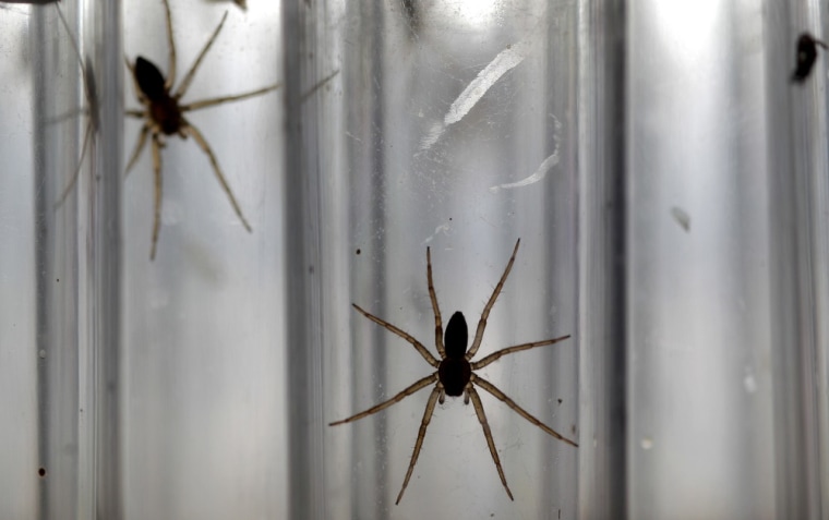 Baby fen raft spiders are reared in test tubes at Chester Zoo, northern England August 9, 2011.