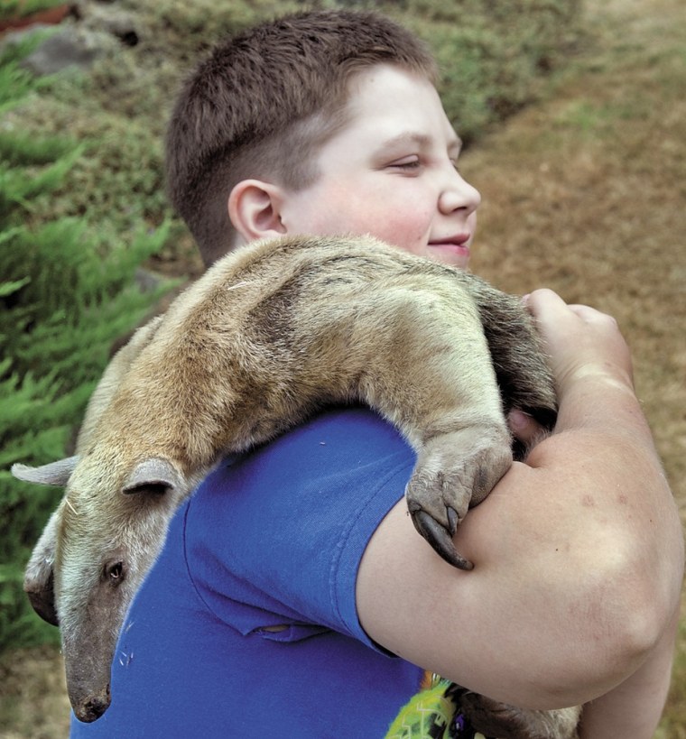 In this photo from Aug. 8, 2011, Darik Dreyer, 11, cuddles Sweatpea, a Tamandua anteater that his father, Abram Dreyer found along the roadside Sunday in Rainier, Wash.