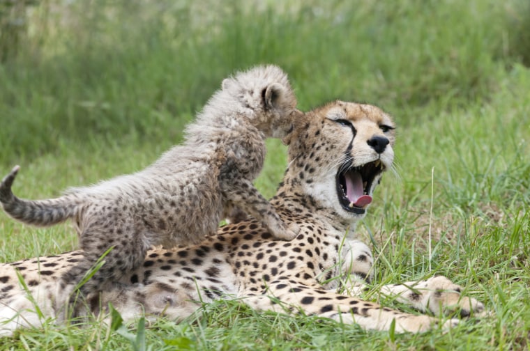 Cheeta KT with one of her four northern cheetah cubs.