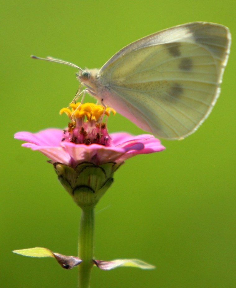 A brimstone butterfly sits on a flower in the town of Uzda, Belarus on August 6, 2011.