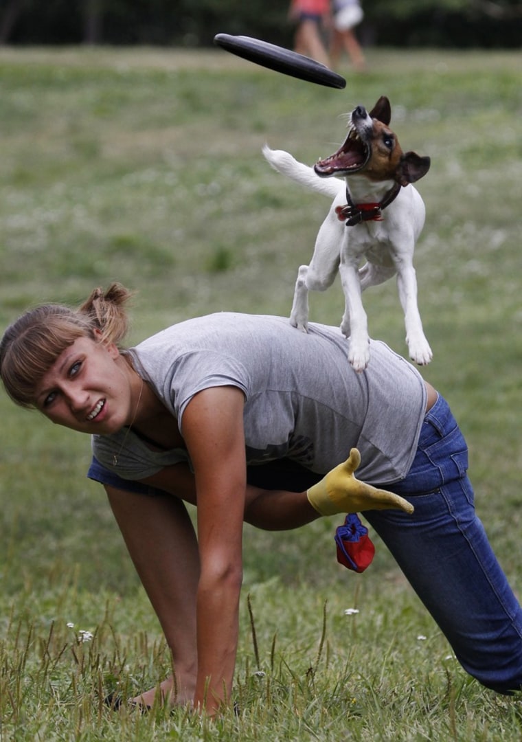 A dog catches a frisbee during the Russian dog frisbee championship in Moscow August 7, 2011.