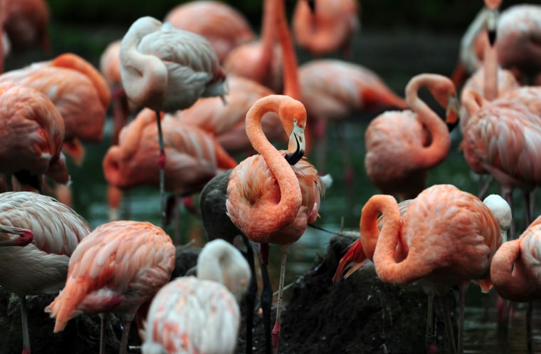 Flamingos stand in their enclosure at Tierpark Zoo in Berlin on August 5, 2011 in Berlin.