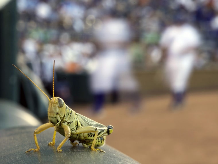 A grasshopper rests on a rail outside the Kansas City Royals dugout during the first inning of a baseball game against the Baltimore Orioles on Tuesday, Aug. 2, 2011, in Kansas City, Mo.