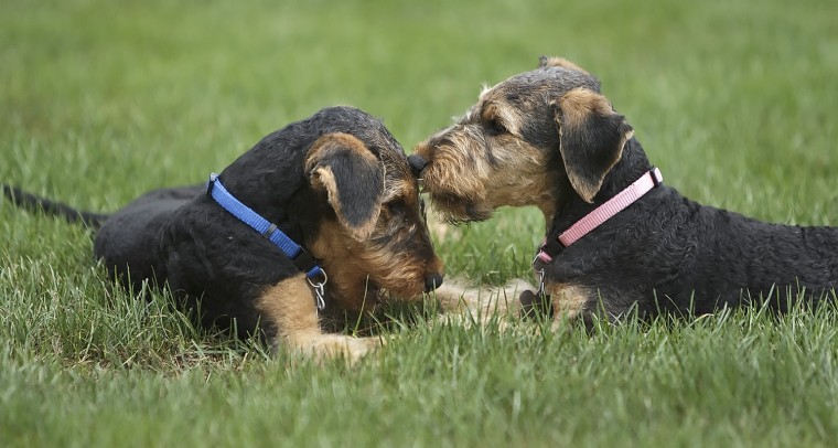 Brother and sister Airedale terrier puppies Penny and Harry rest on the lawn at the governor's residence during an informal meet-the-pups session.