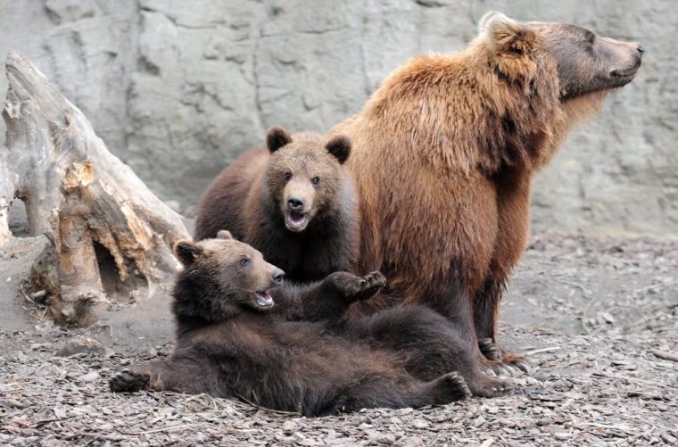 The young Kamchatka brown bears Wanja and Misho play next to their mother Mascha at the zoo Hagenbeck in Hamburg, Germany, 30 July 2011.
