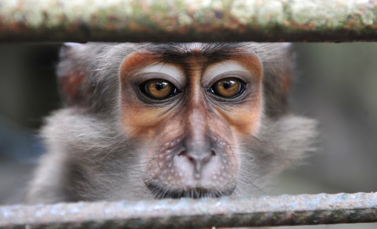 A monkey who survived the Ivorian post-electoral crisis looks out from it's enclosure at the Abidjan Zoo on July 29.