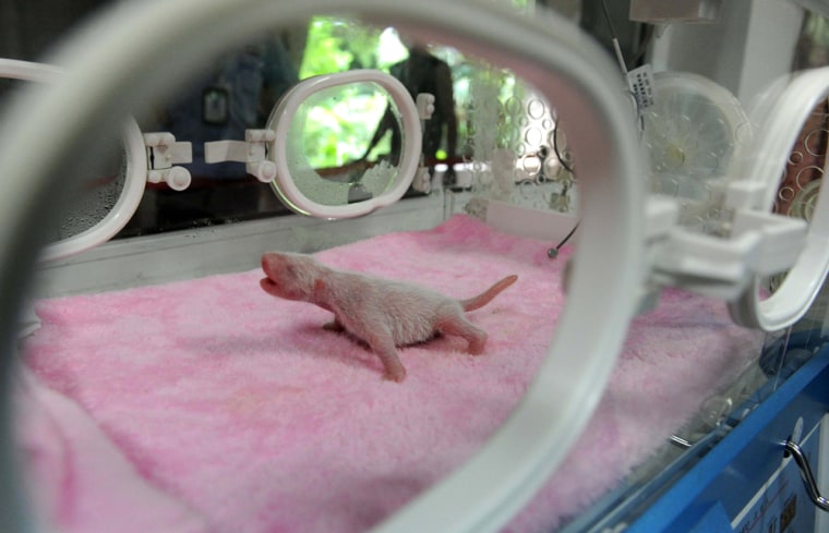 A newborn gaint panda in seen in an incubator at Chengdu Panda Research Base on August 2, 2011 in Chengdu, Sichuan Province of China.