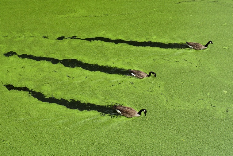 Canada geese swim along a stretch of the Regent's Canal in Camden amidst green algae, on August 2 in London, England. Reports suggest that the toxic algae has thrived following a sudden spell of hot weather.