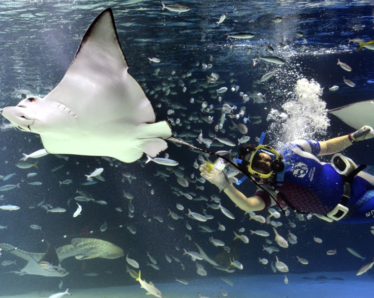 A diver swims with a spotted eagle ray during at the Sunshine Aquarium in Tokyo on August 1, 2011.