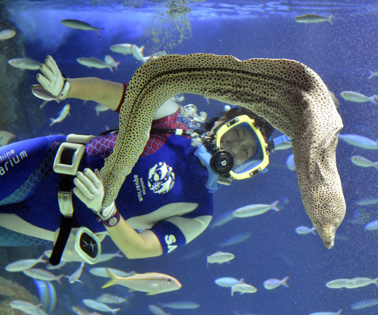 A diver swims with a moray eel at the Sunshine Aquarium in Tokyo on August 1, 2011.