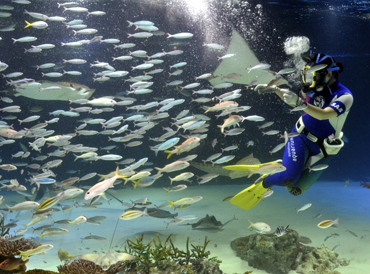 A diver swims with marine life at the Sunshine Aquarium in Tokyo on August 1, 2011.