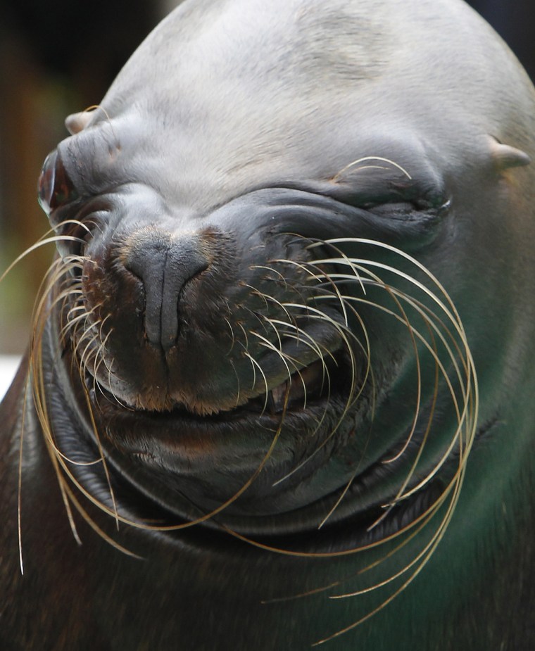 A sea lion winks at visitors at the Sunshine Aquarium in Tokyo on Monday, Aug. 1, 2011.