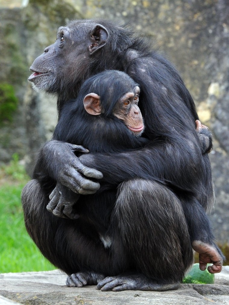 Monkey hug: Chimps enjoy new habitat in Sydney zoo