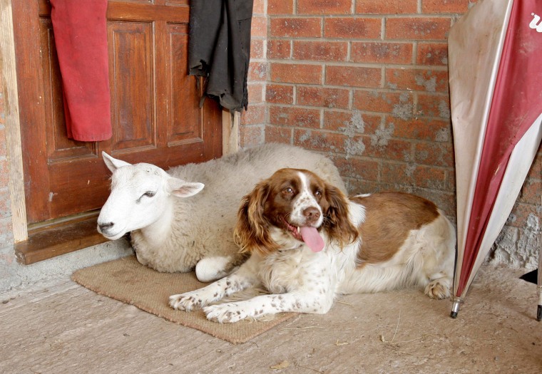 Jack the sheep and Jessie the springer spaniel are inseparable -- because Jack thinks he's a dog, not a sheep.