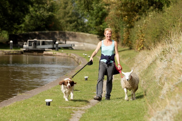 Jack the sheep is so convinced he's a dog that he nudges his owner until she puts him on a leash.