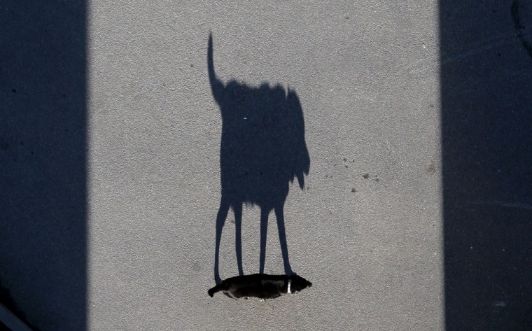 A dog casts a long shadow early Wednesday, Sept. 28, in St. Petersburg, Russia.