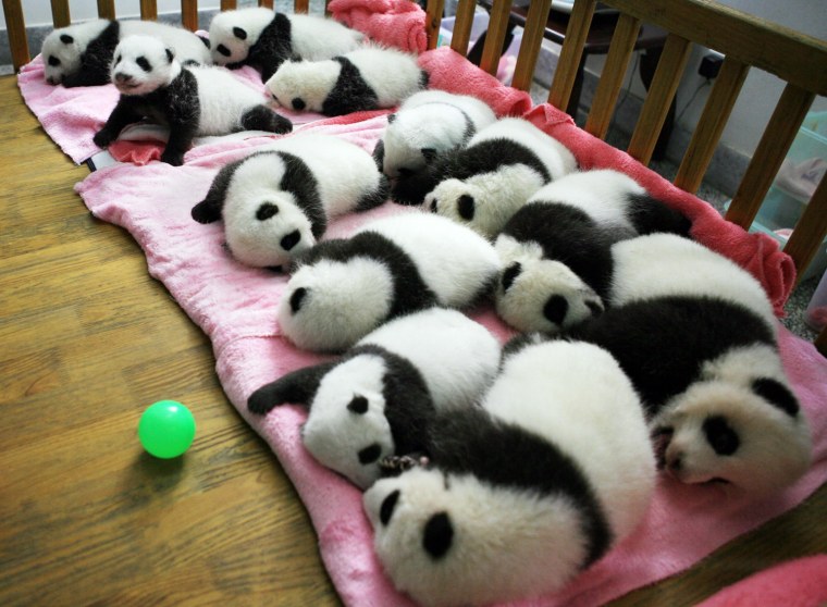 A group of giant panda cubs nap at a nursery in the research base of the Giant Panda Breeding Centre in Chengdu, in southwest China's Sichuan province on Sept. 26. China has launched its once-a-decade panda census, trying to determine how many of the endangered animals live in the wild amid efforts to boost numbers. The census -- the fourth since it was first launched in the 1970s -- is also expected to ascertain pandas' living conditions, ages and any change in habitat.