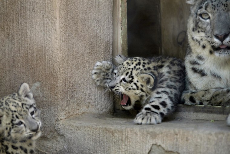 Snow leopard twins, Kiran and Kalmali, born at the ABQ BioPark Zoo explore their new home with their mother, Kachina, on Wednesday, Sept. 21
