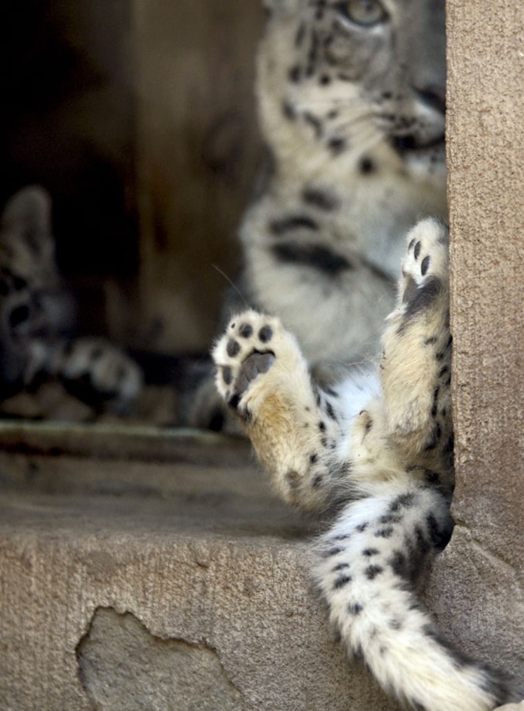 Snow leopard twins, Kiran and Kalmali, born at the ABQ BioPark Zoo, play in their new home in Albuquerque, N.M., on Wednesday, Sept. 21. One of the cubs playfully falls on his back.