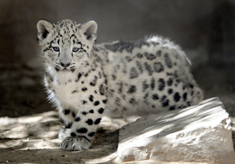 One of the snow leopard twins explores its new home on Wednesday, Sept. 21.