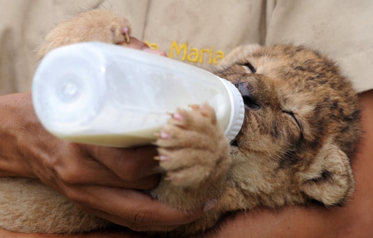 Veterinarian Doctor Maria Diaz gives milk to a newborn lion at the Zoo and Eco Park 'Joya Grande' in the Santa Cruz de Yojoa municipality, department of Cortes, Honduras, on September 17, 2011.
