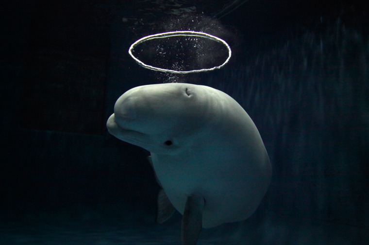 Beluga watches you sleep 