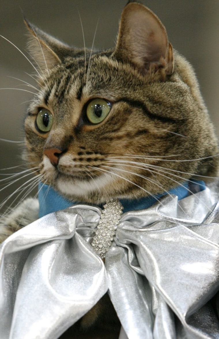 A Maine Coon cat checks out the stylish competition but remains confident that metallic is the hottest trend.