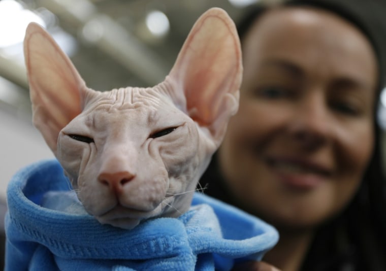 For once in it's life, this St.Petersburg Sphinx cat appears to be warm.