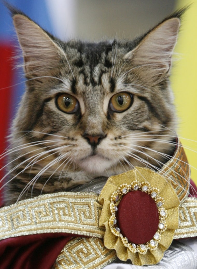 A Maine Coon cat looks regal in an ensemble fit for a kitty king.
