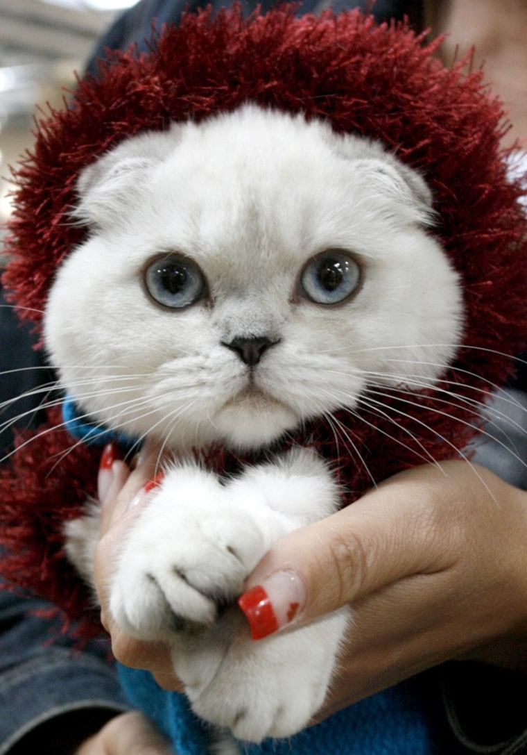 A British Shorthair cat doesn't look entirely happy to be dressed up in fashionable fuzz.