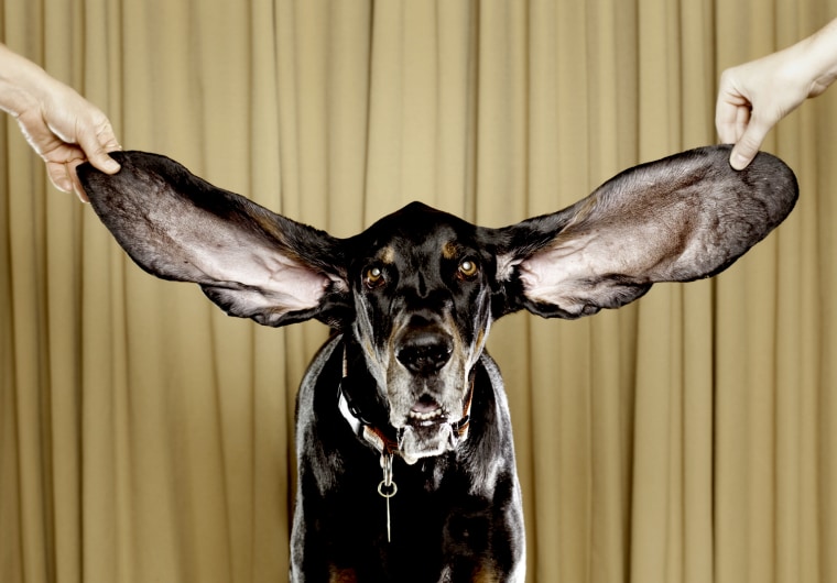 A Black and Tan Coonhound named Harbor has the longest ears of any living dog, with measurements of 12.25 in for the left ear and 13.5 in for the right. The Guinness World Records 2012 is out on September 15.