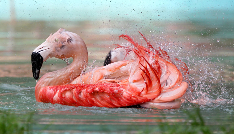 A Chilean flamingo takes a bath at the recreational park in Geiselwind, Germany, on Friday, Sept. 2011. The natural habitat of the Chilean&amp;amp;amp;nbsp;flamingo is salt water lakes at four thousand meters above sea level in Peru, Chile and Bolivia.
