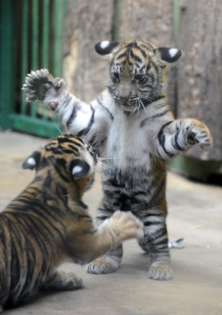 For these tiger cubs, it's all child's play!