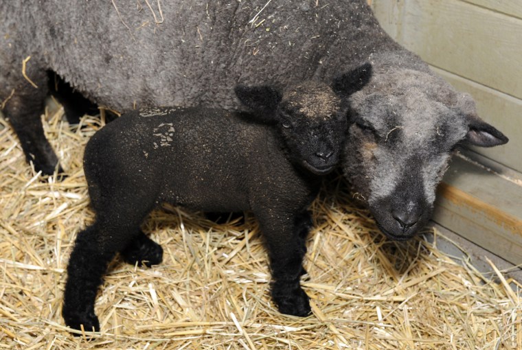 Irene Hope and her mom, Truffle, at the Central Park Zoo. Irene was named after the storm that threatened New York City as she was born.