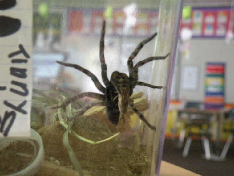 'Tiny Spidy' is one of two spiders that students at Erin Marple's school found and adopted as pets.