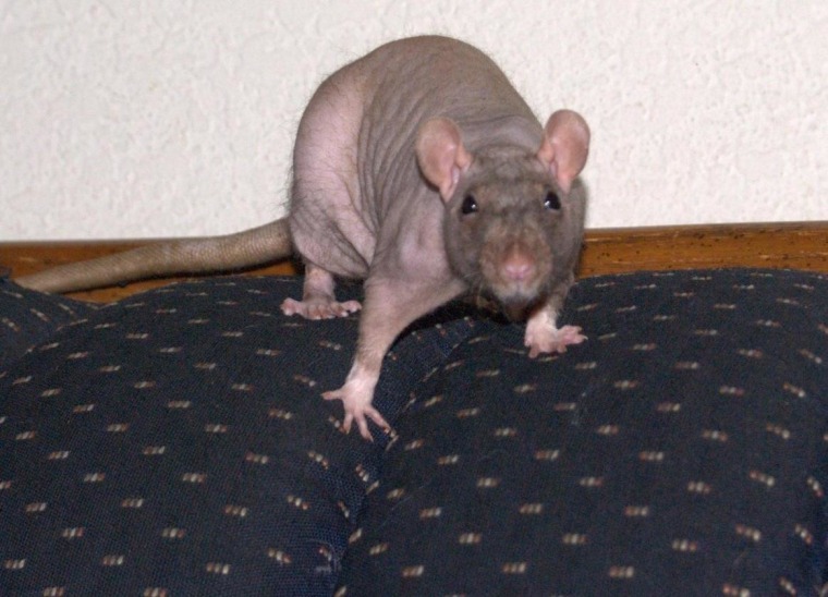 Fievel the hairless rat.