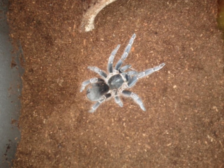 John Davenport's Costa Rican striped-knee spider.