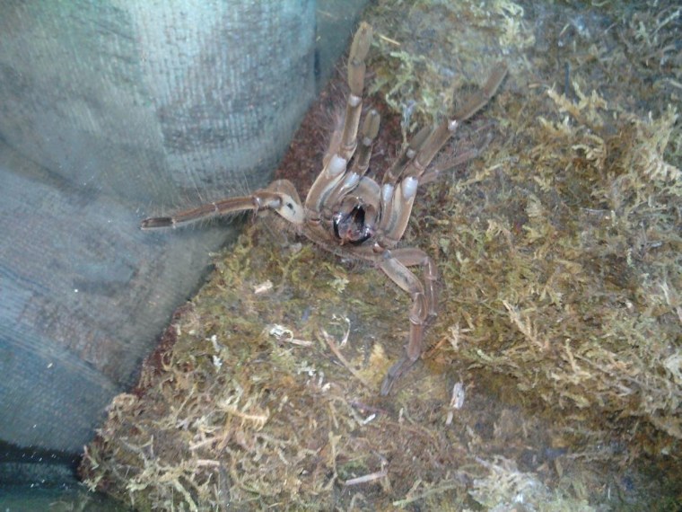 Greg Buzarde's Goliath bird-eating spider.