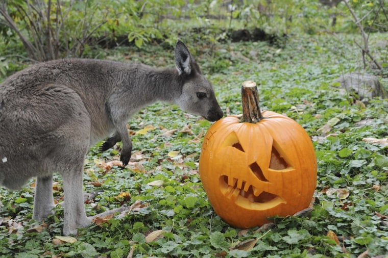 A kangaroo checks out a pumpkin at the Brookfield Zoo.