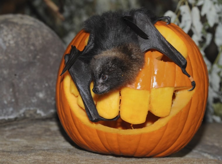 Newt, a Rodriguez fruit bat, is given a pumpkin at the Brookfield Zoo.