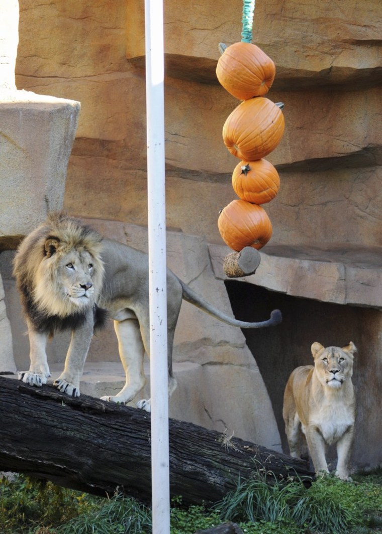African lions Isis, right, and Zenda eye a rope of pumpkins in their enclosure at Brookfield Zoo in Brookfield, Ill.