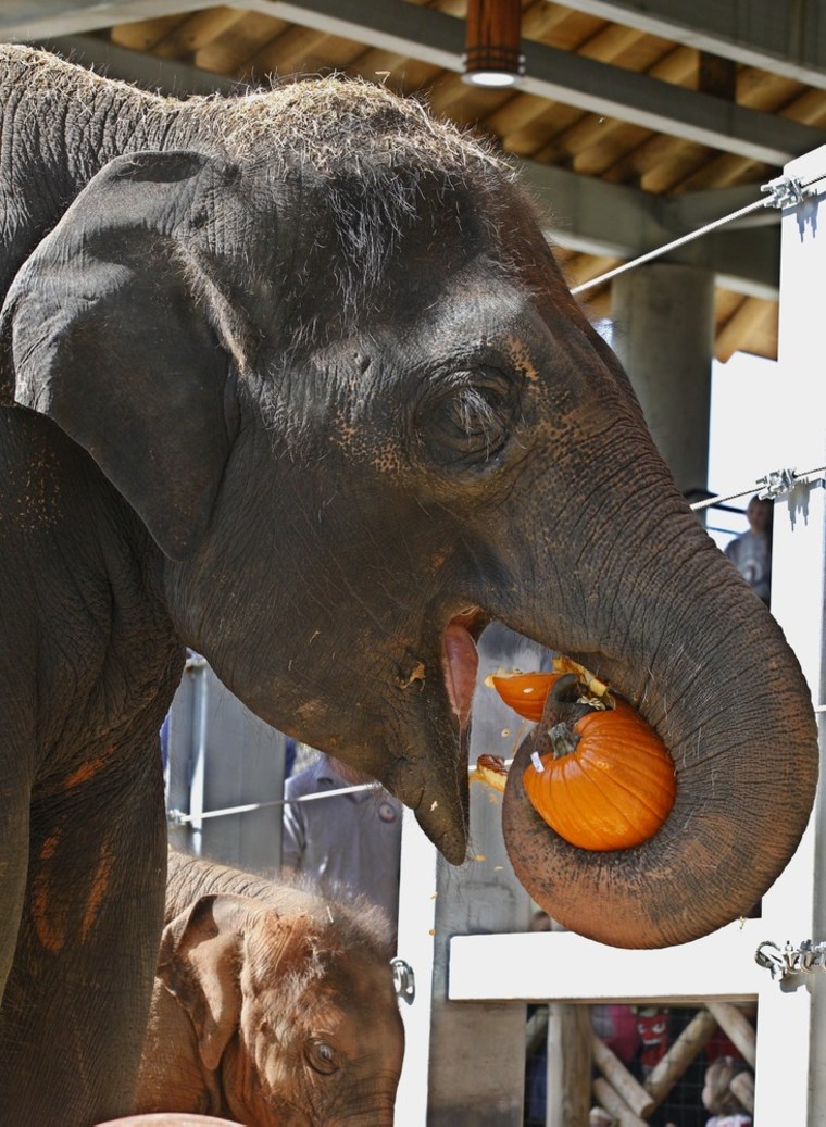 Asha, an Asian elephant at the Oklahoma City Zoo, eats a pumpkin on Oct. 20. At rear is her daughter, 6-month-old Malee.