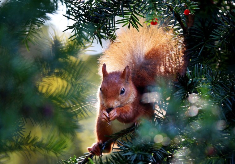 A squirrel eats berries in a tree in Cologne, Germany on Oct. 24.