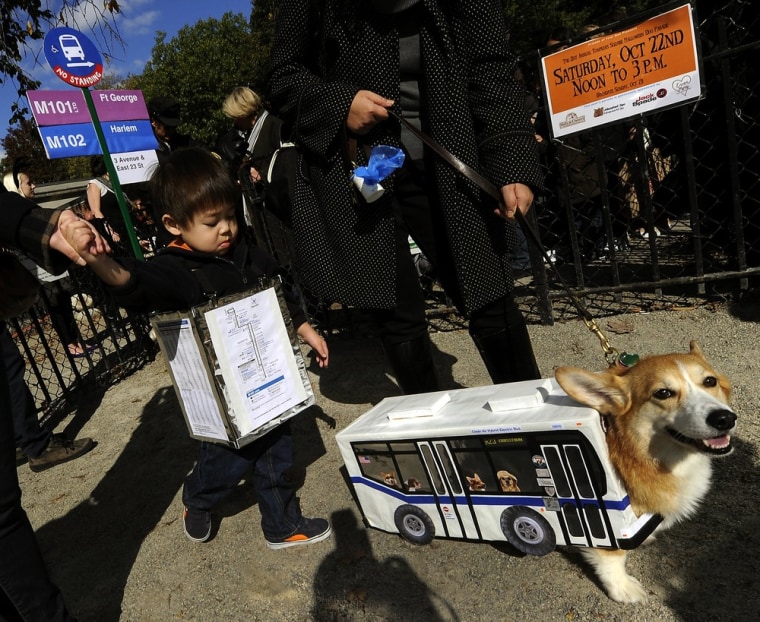 A dog in costume as a New York City bus.