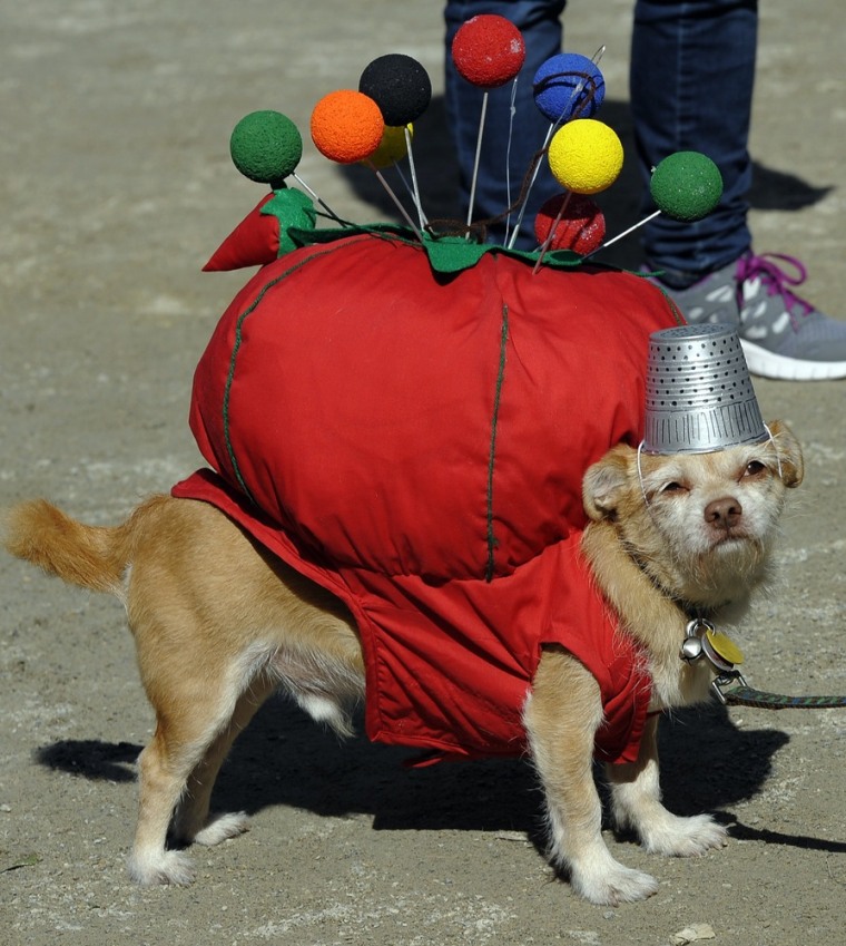 A dog is dressed as a pin cushion.