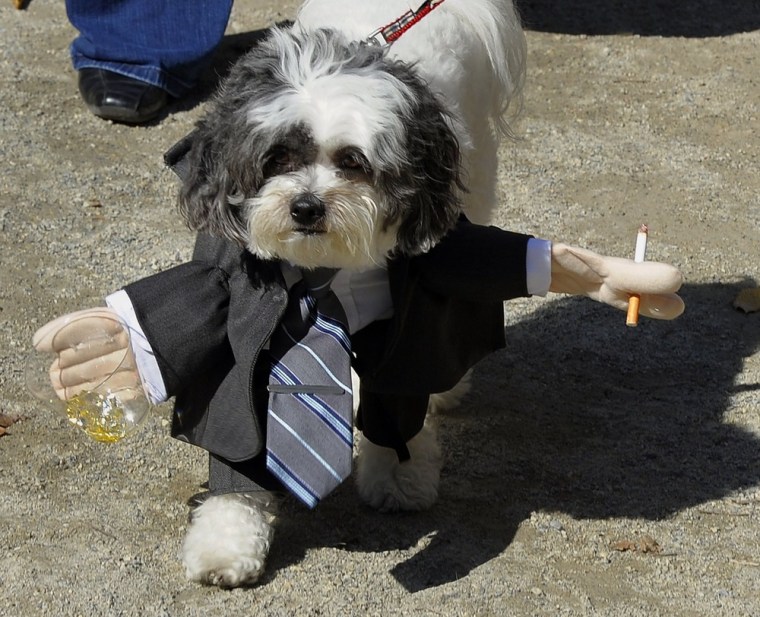 A dog dressed as Don Draper from the television series