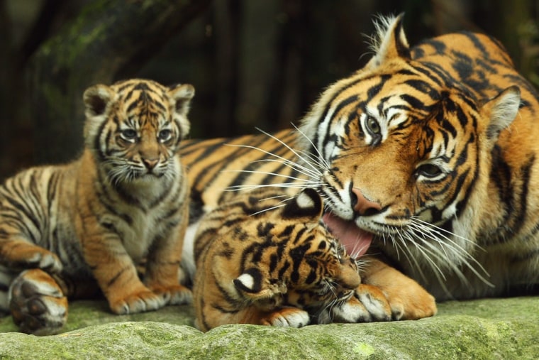 Sumatran tiger Jumilah is seen with her cubs at the Taronga Zoo on Oct. 25 in Sydney, Australia.